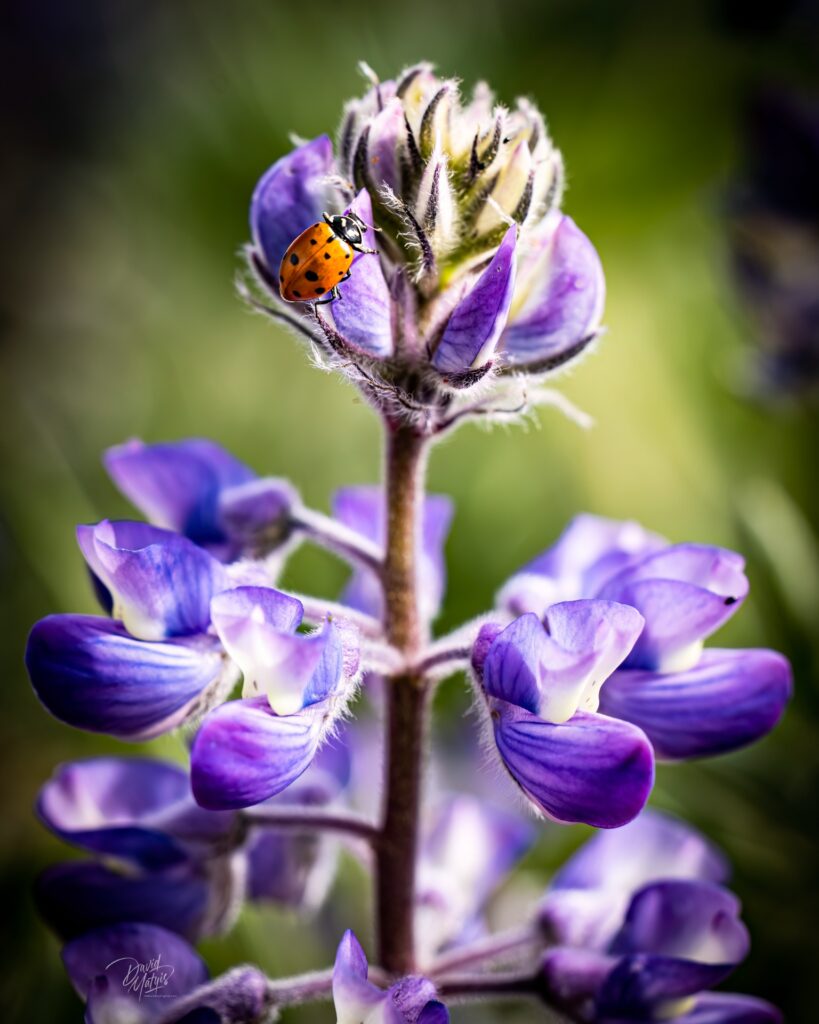 A Tranquil Lupin